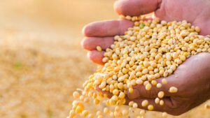 Soybeans and Corn in South America – Market Review and the Importance of Risk Management